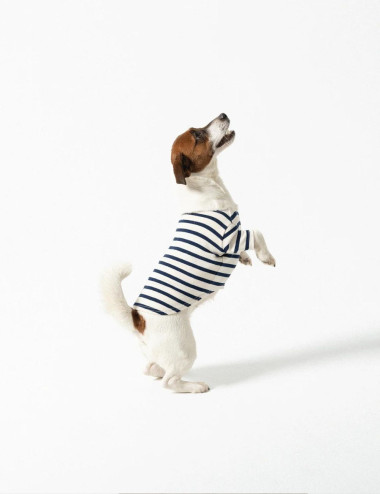 Petit manteau pour chien...